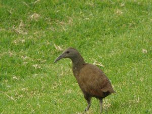 Lord Howe Woodhen/Rail with red of wings showing