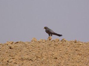 Sooty Falcon at Ras Mohammed National Park