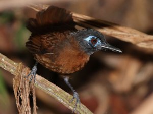 Chestnut-backed Antbird