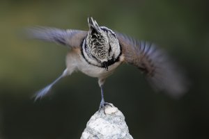 Dancing crested tit