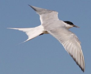 Tern