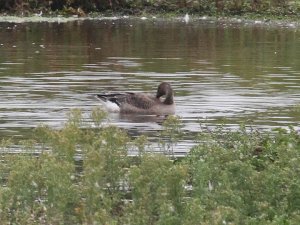 Pink Footed Goose
