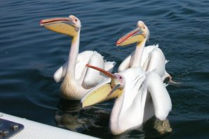 Pelicans