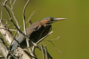 Green Heron