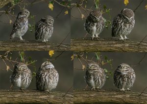 Little Owls watching Grey Squirrel