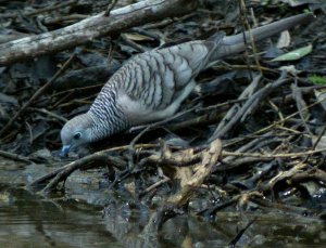 peaceful dove drinking