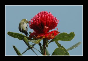 Cape White-eye