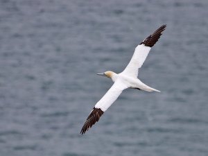 Bempton Gannet