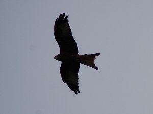 Red kite at wlerby