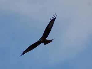 red kite at weelby