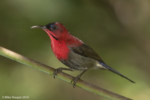 Crimson Sunbird