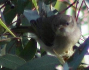 Brown-headed Honeyeater?