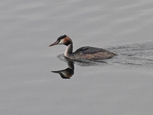 Great Crested Grebe