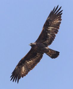 Golden eagle