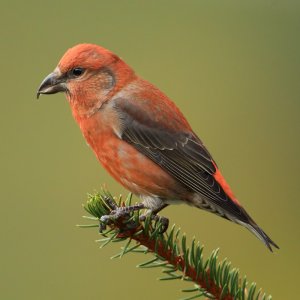 Common crossbill