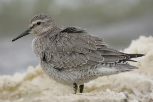 Knot (Juv)