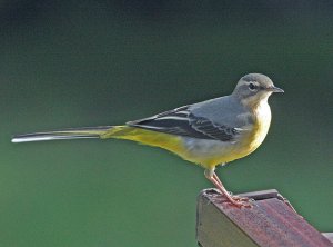Our Wagtail