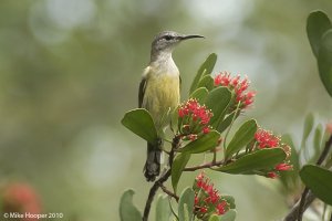 Female Copper-throated Sunbird