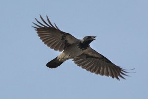 Hooded crow