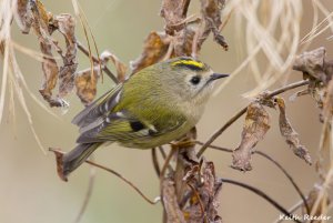 Goldcrest