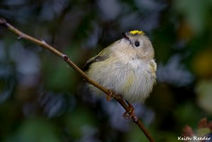 Goldcrest