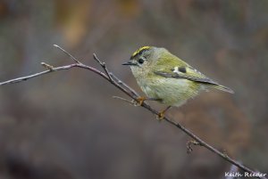 Goldcrest