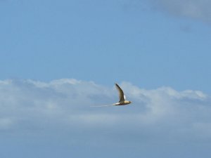 Golden Tropicbird