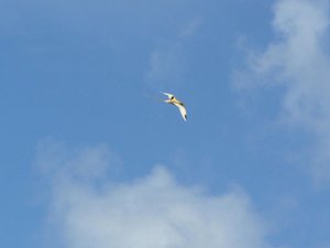 Golden Tropicbird