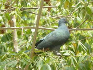 Christmas Island Imperial-Pigeon