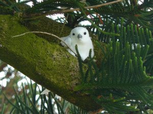 White Tern on Araucaria