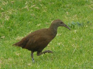 Lord Howe Woodhen /Rail: another picture of the same bird