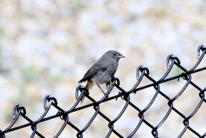 Black redstart