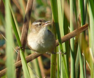 Marsh Wren