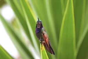 Garnet-throated Hummingbird