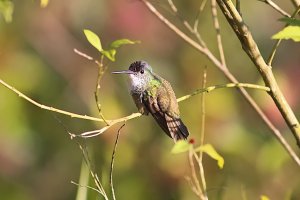 Azure-crowned Hummingbird