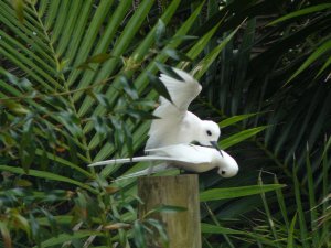 White Terns doing their thing right next to a parking lot