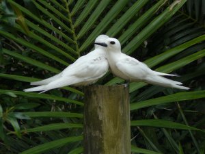 White Terns after mating 2