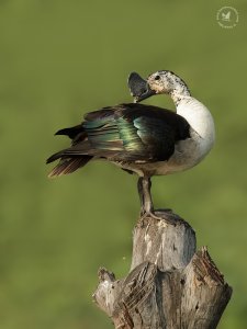 Comb Duck