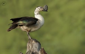 Comb Duck