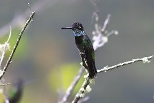 Magnificent Hummingbird (male)