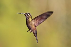 Amethyst-throated Hummingbird