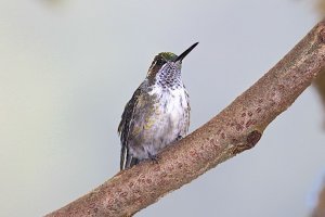 Green-throated Mountain-gem