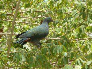 Christmas Island Imperial-Pigeon