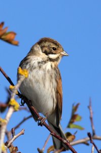 Male Reed Bunting