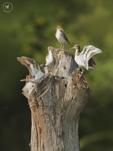 Common Sandpiper