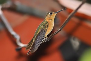 Rufous Sabrewing