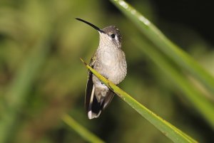 Magnificent Hummingbird (female)