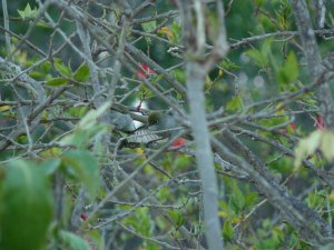 Christmas Island White-eyes allopreening