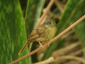 Little Greenbul juv