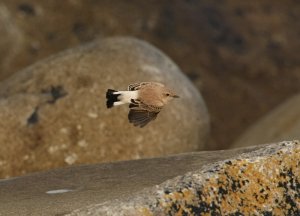 Black-eared Wheatear - Scilly